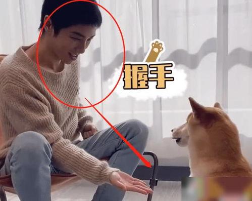 狗狗最新爆料视频播放大全,萌宠瞬间,笑料横生! 第3张 狗狗最新爆料视频播放大全,萌宠瞬间,笑料横生! 第3张